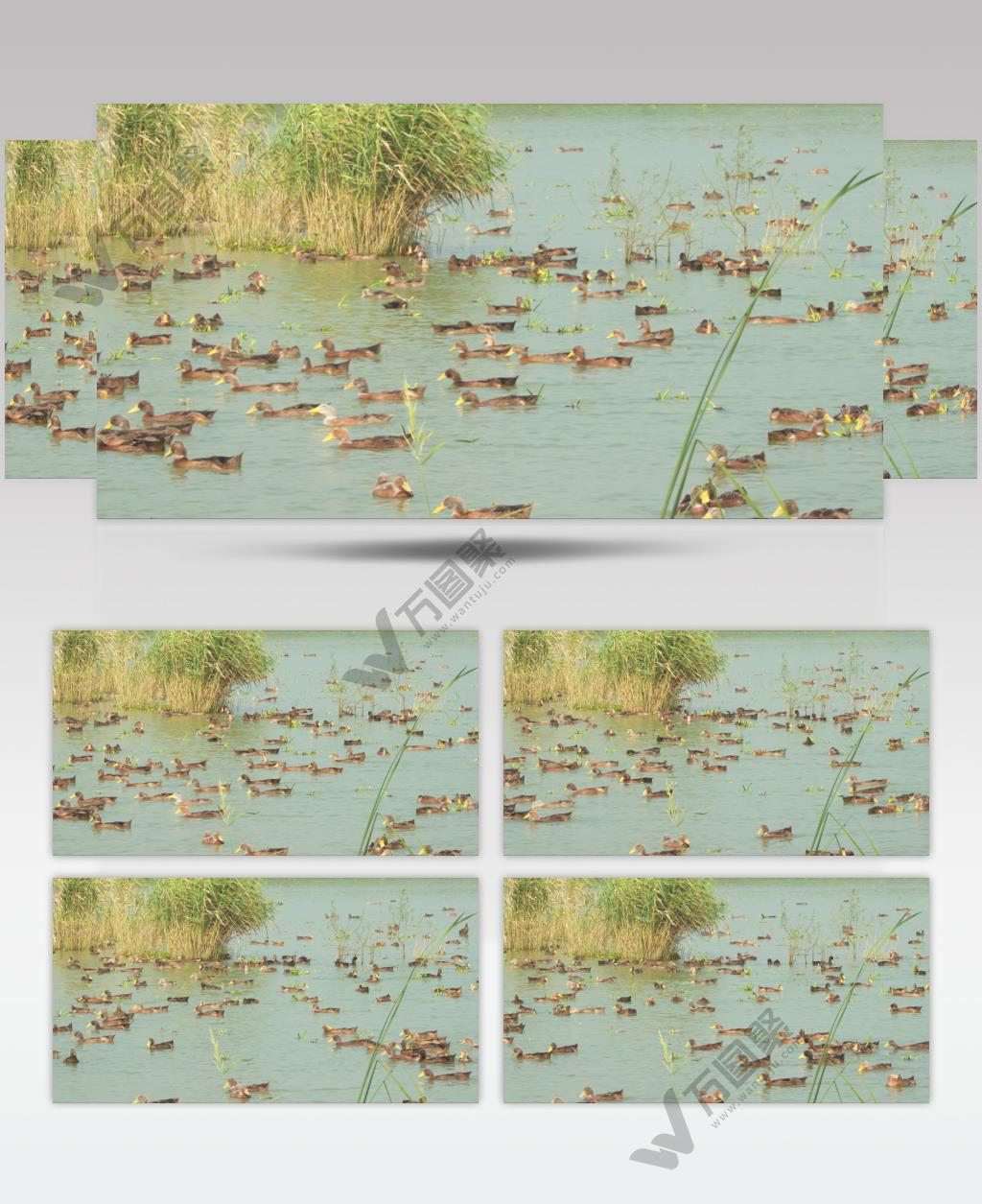 散养鸭子在天然河道游泳觅食