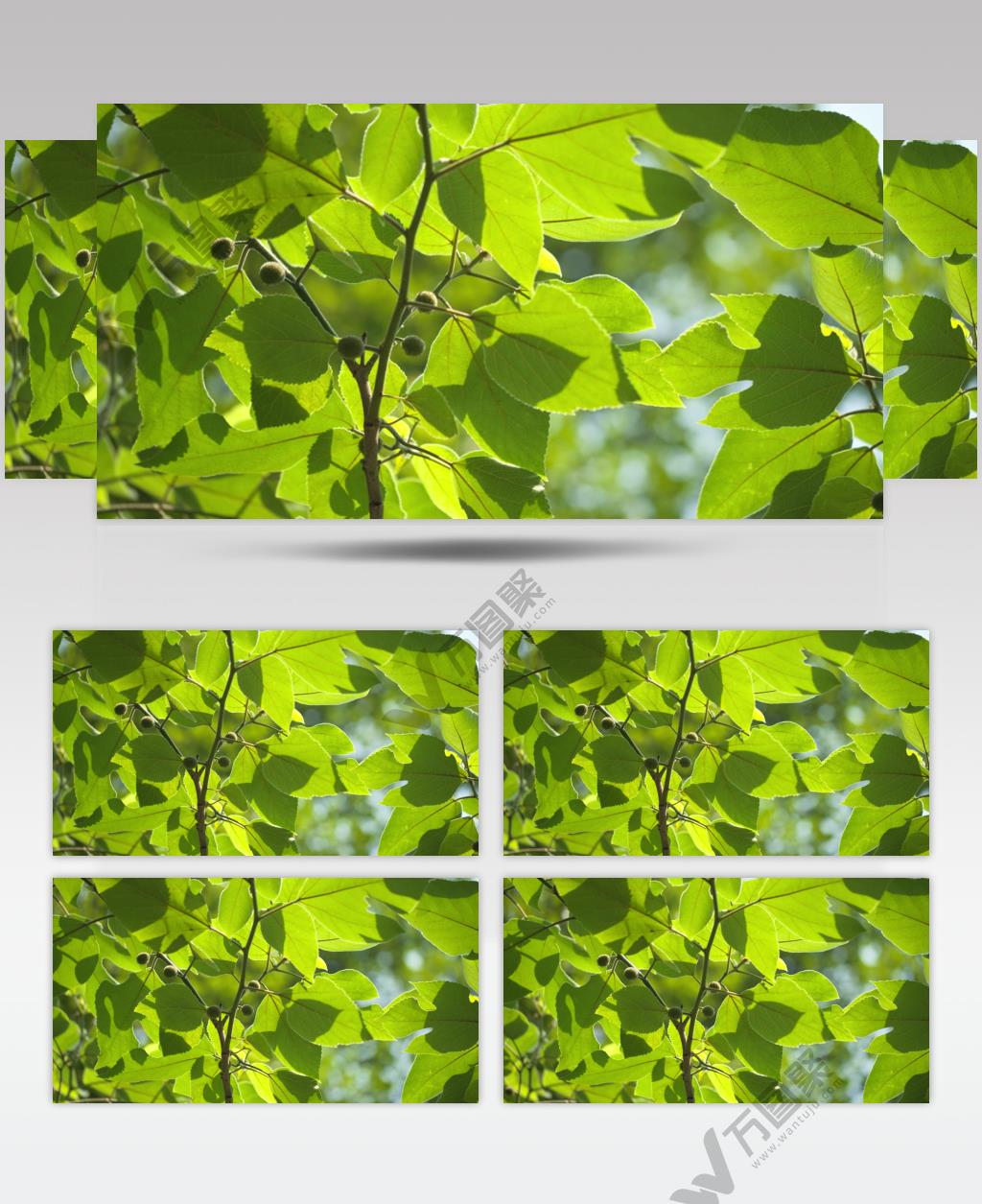 春天山上森林红果桑树叶子