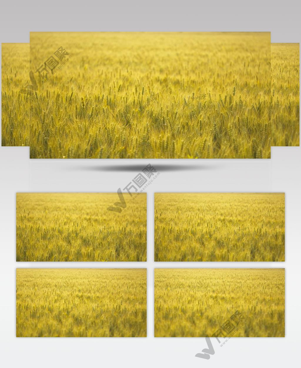 农村小麦田野麦穗麦芒粮食