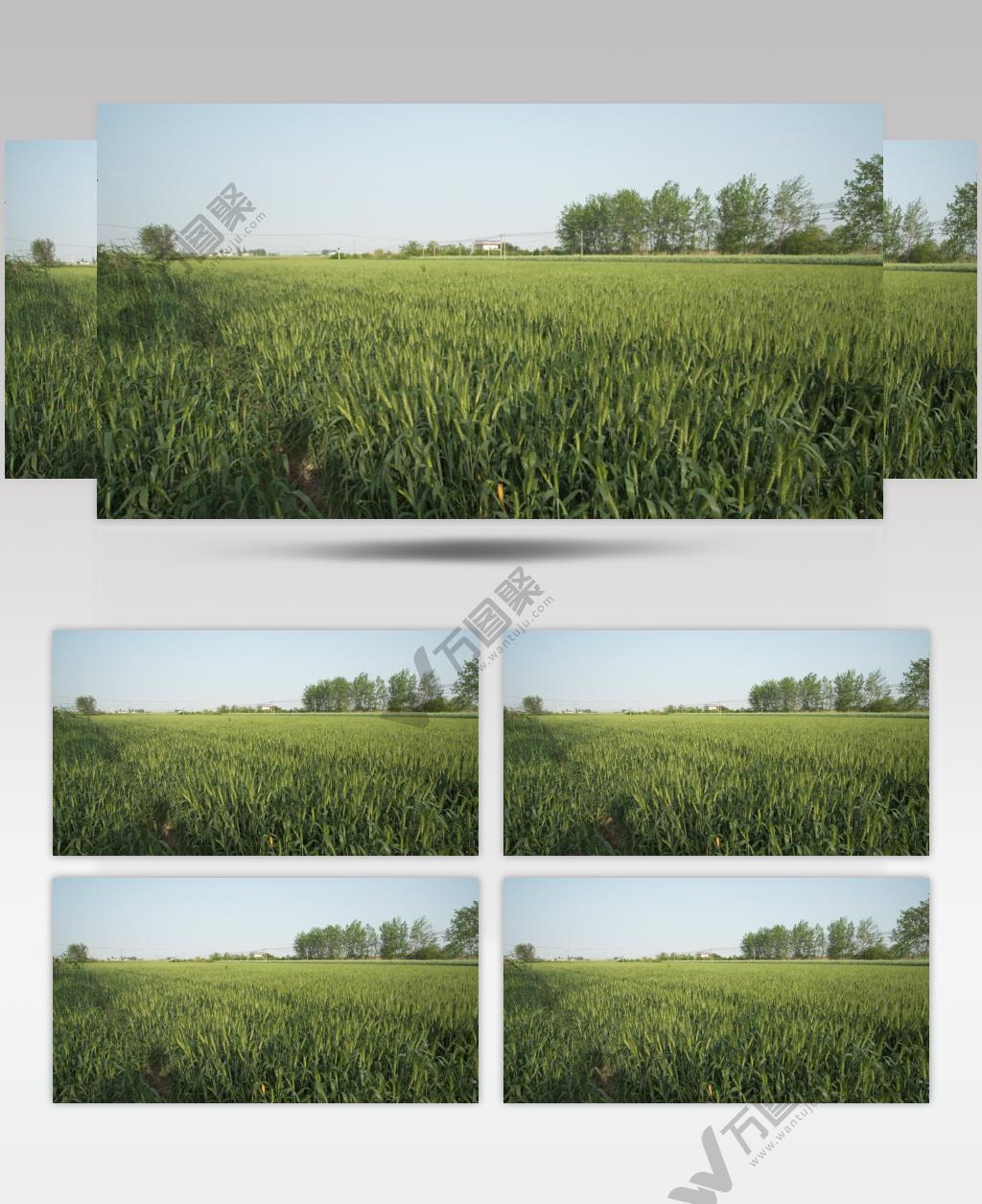 农村田野小麦风吹麦浪粮食