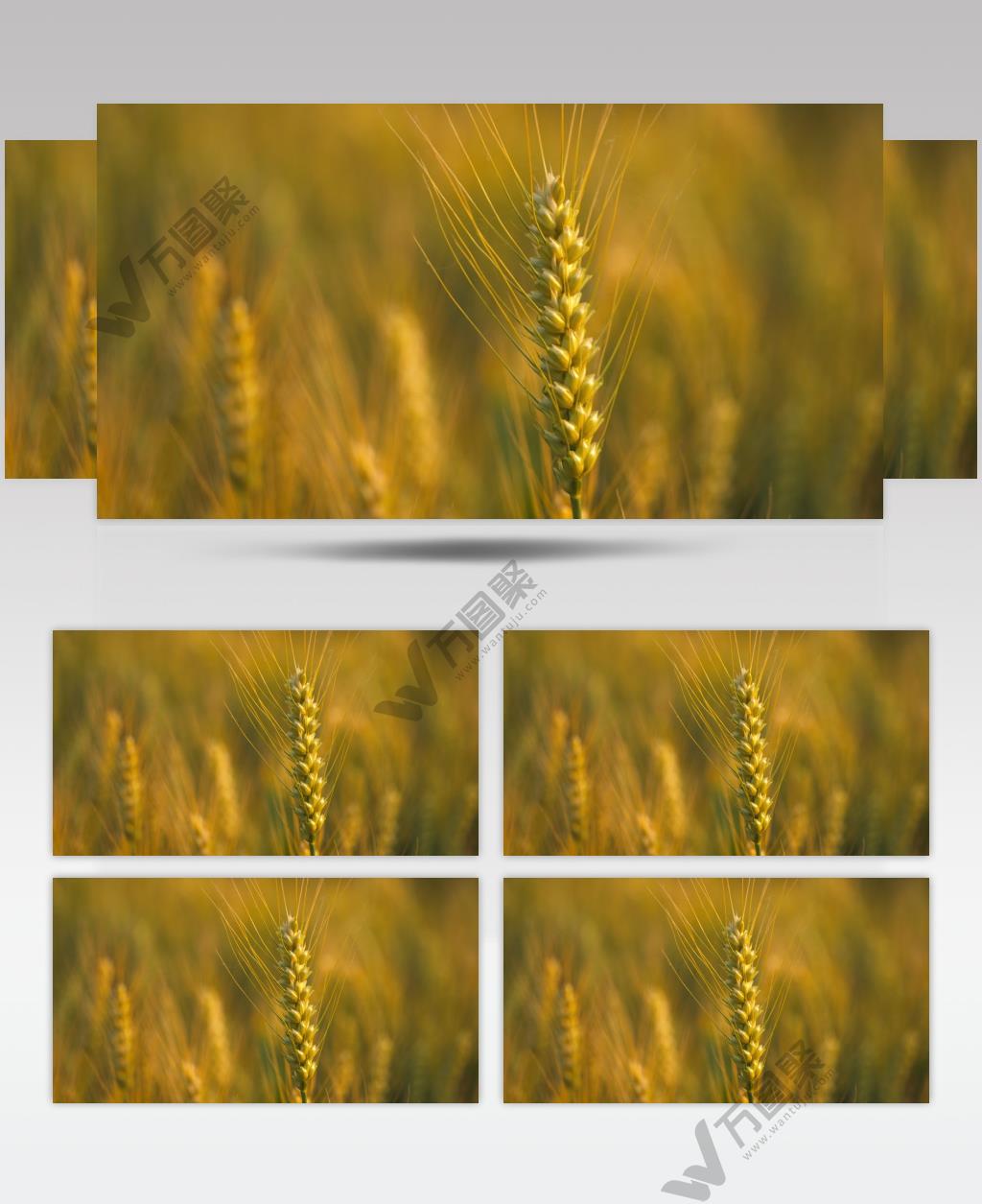 夕阳下金黄色小麦穗麦芒丰收