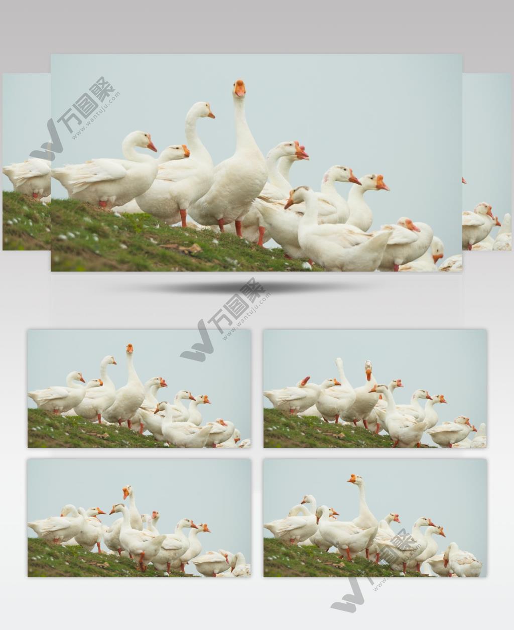 农村天然散养大白鹅土鹅老鹅