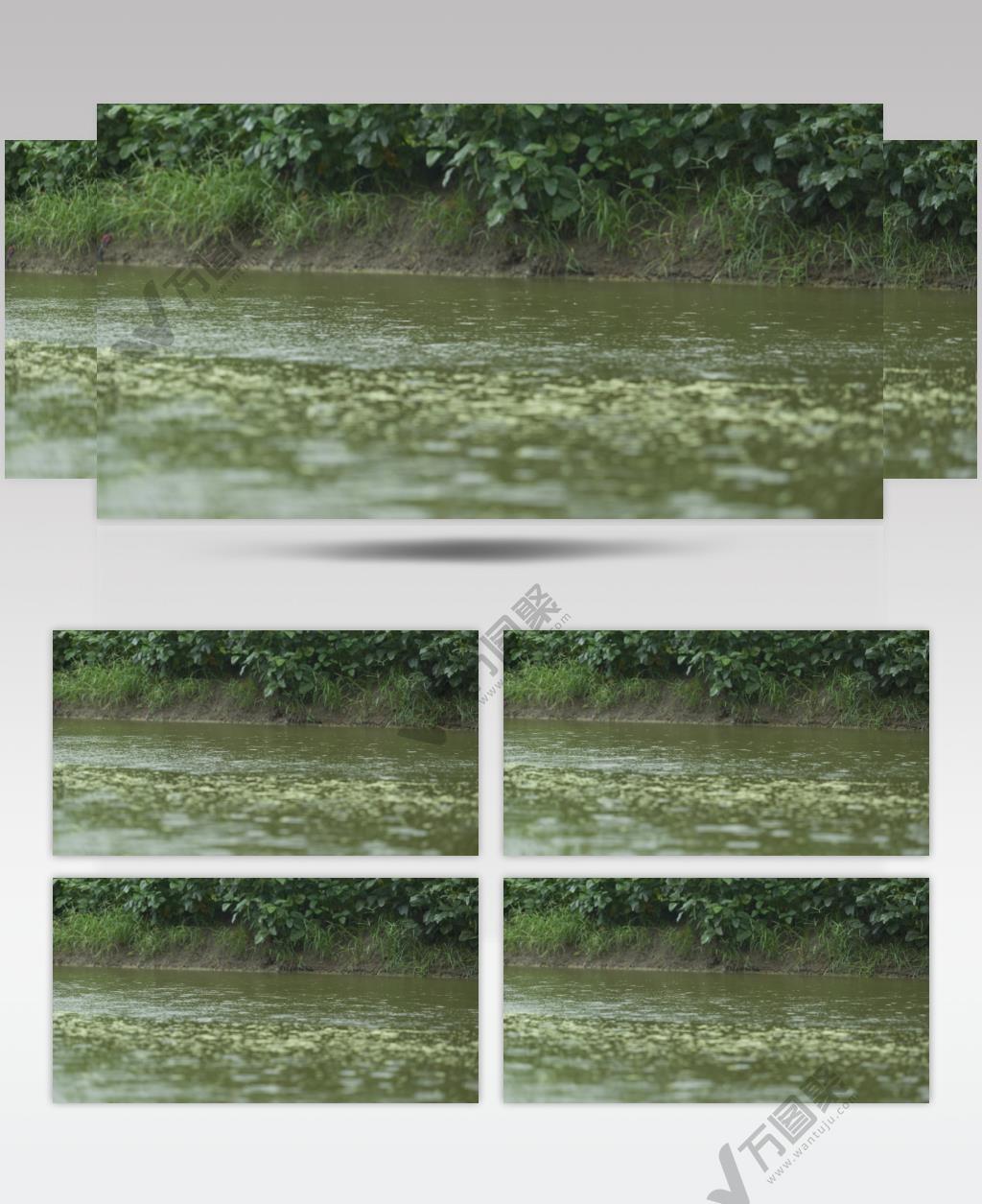 农村阴天下雨水滴池塘涟漪