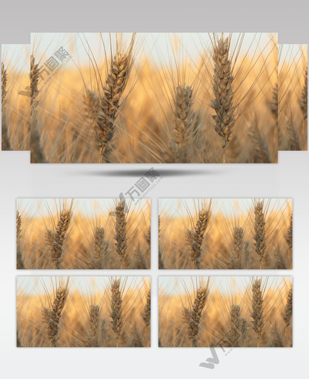 小麦麦穗发黑发病发霉病变