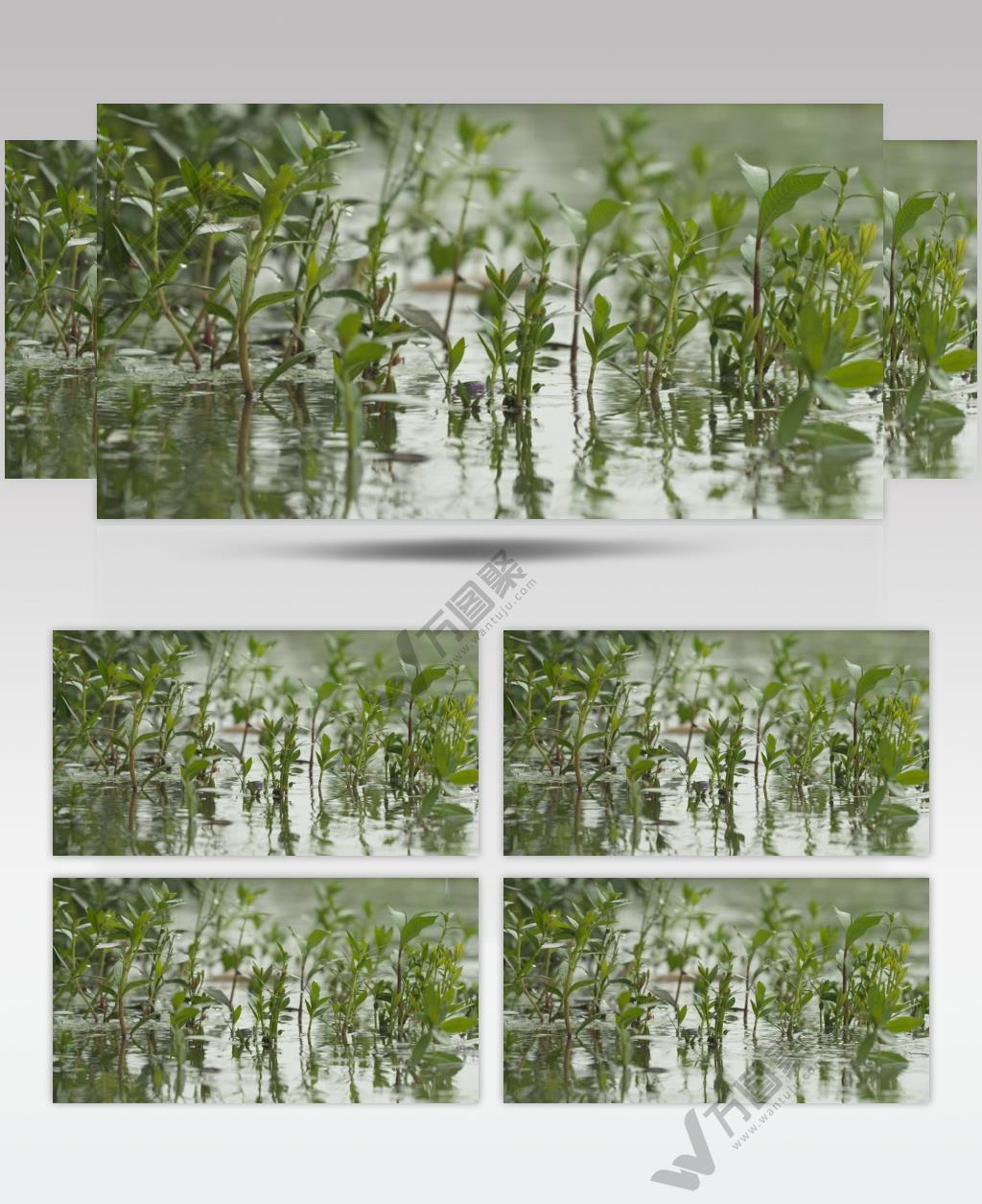 下雨水滴涟漪池塘小溪湿地