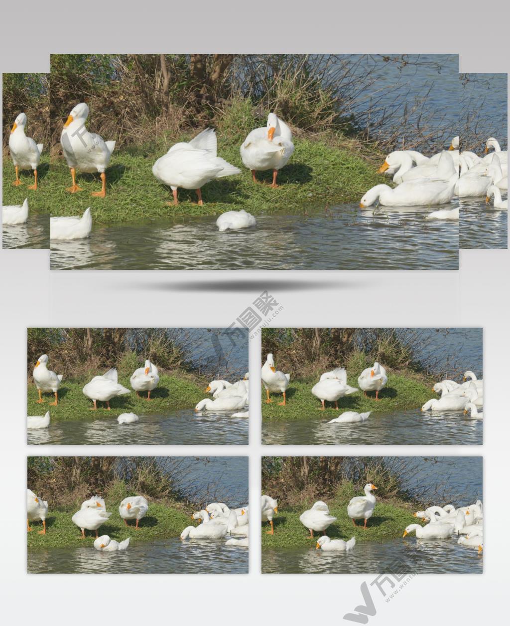 春天池塘湿地散养鹅水草丰沛