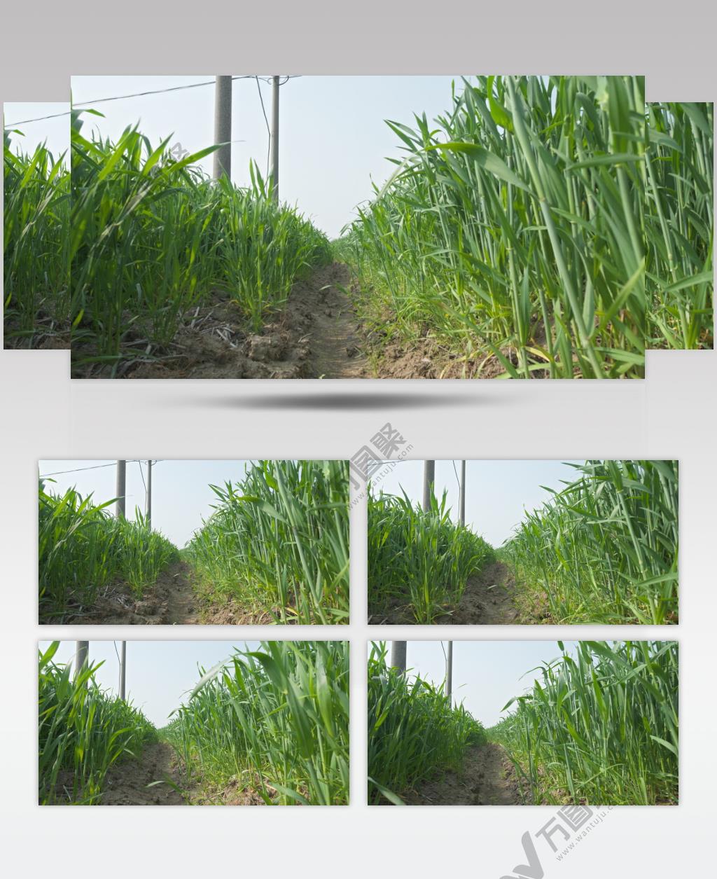 春天行走在小麦田野间田埂上