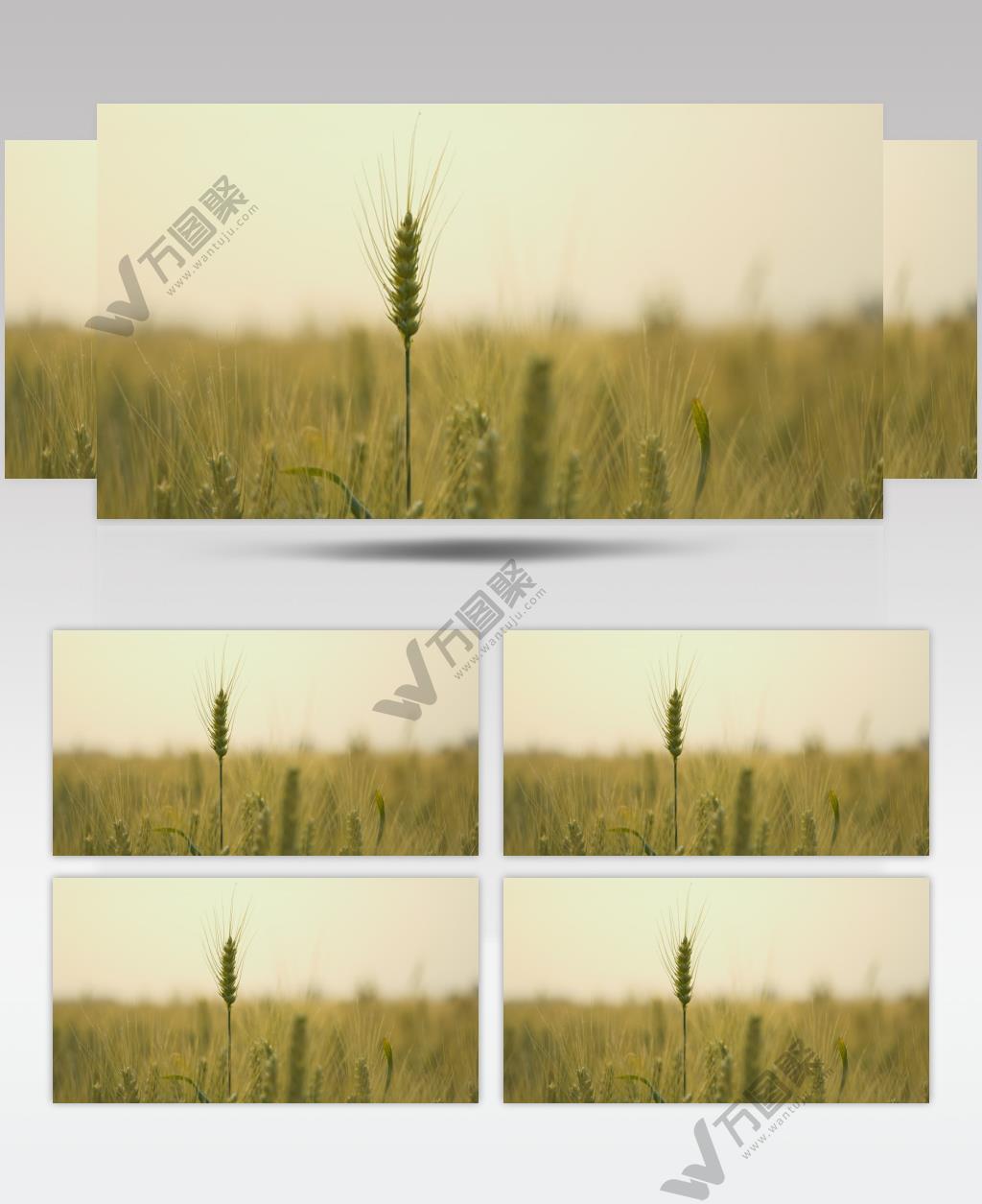 小麦田野麦穗麦芒粮食庄稼