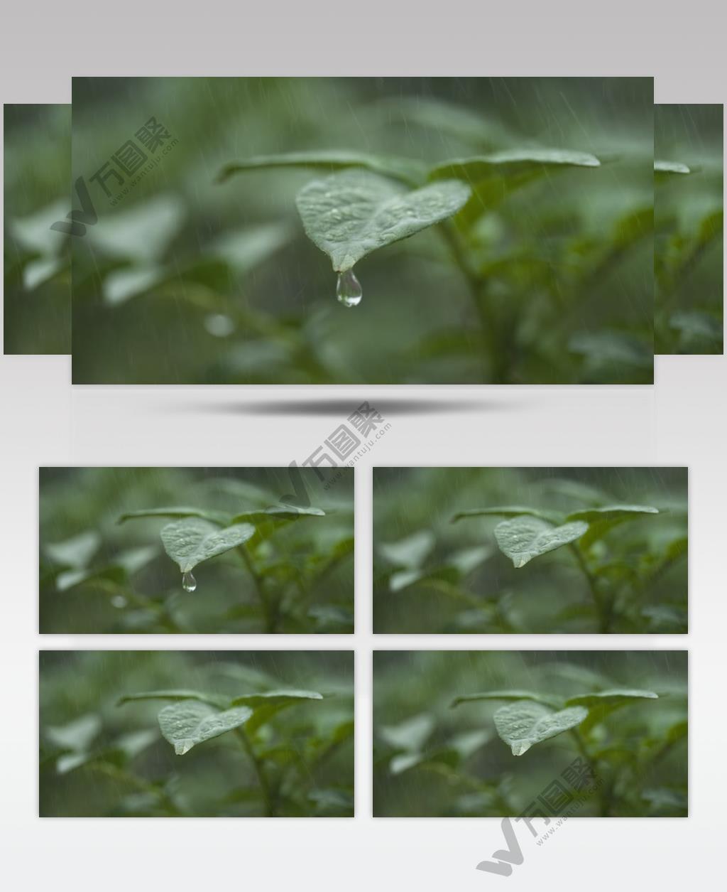 下雨水滴树叶滴水升格慢镜头