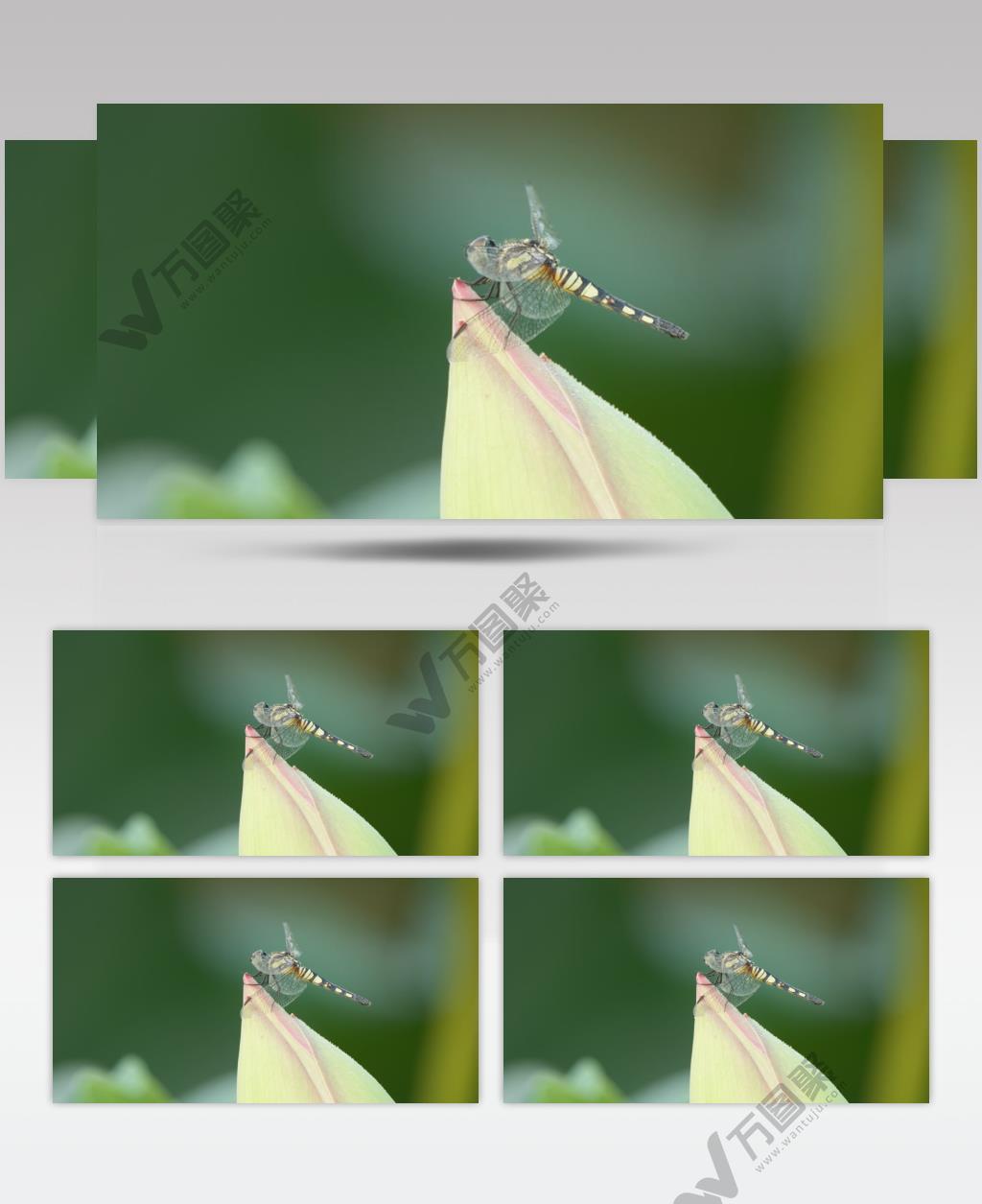 一只异色灰蜻蜓立在荷花上