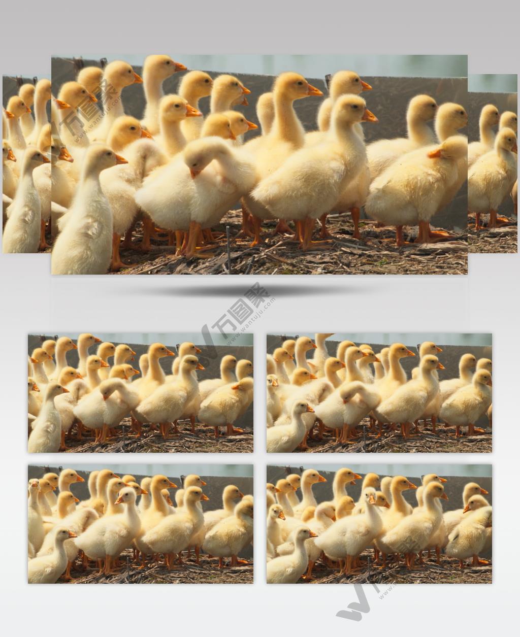 刚出生的农村散养小绒鹅小黄鹅