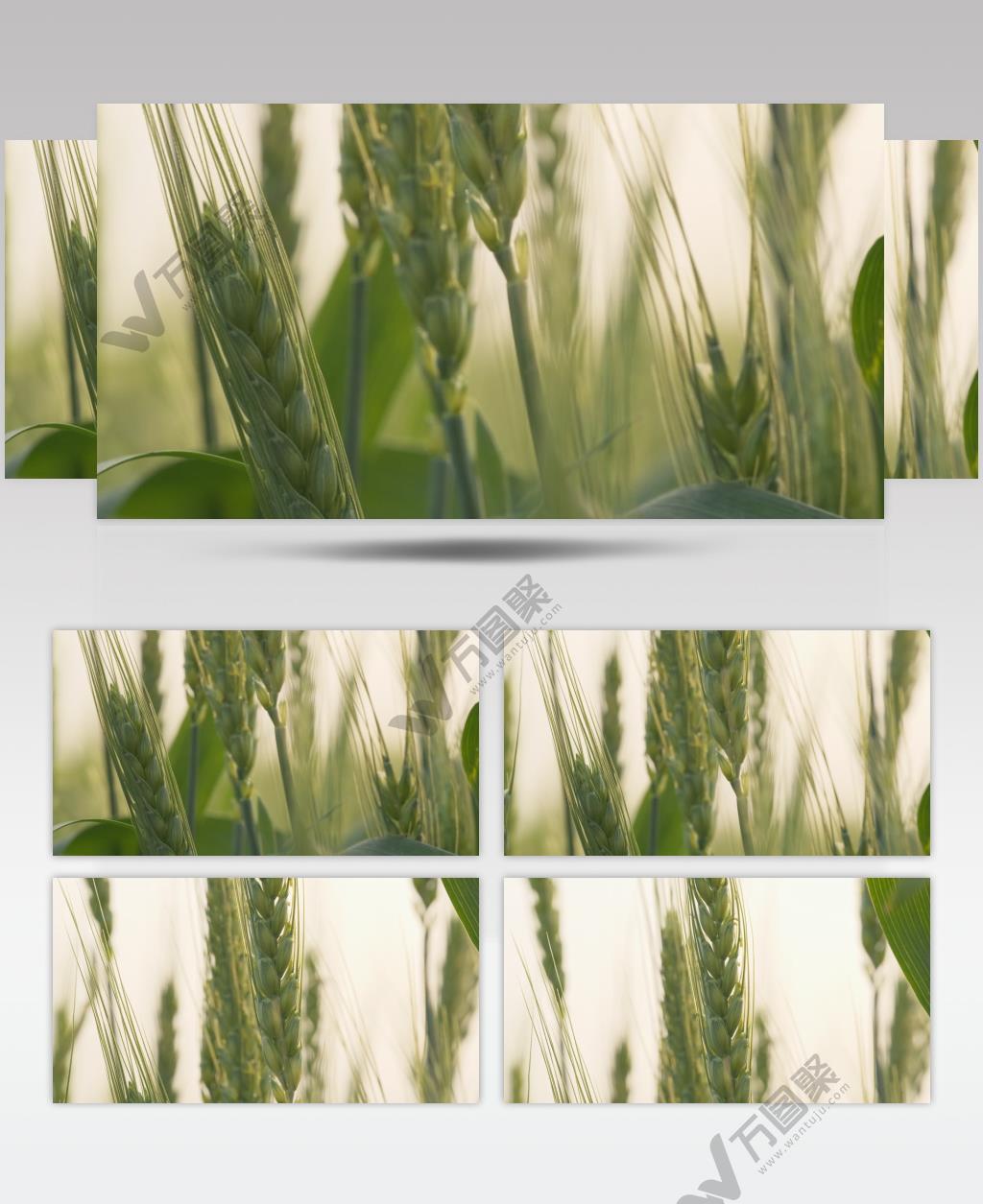 农村田野小麦粮食麦穗麦芒特写