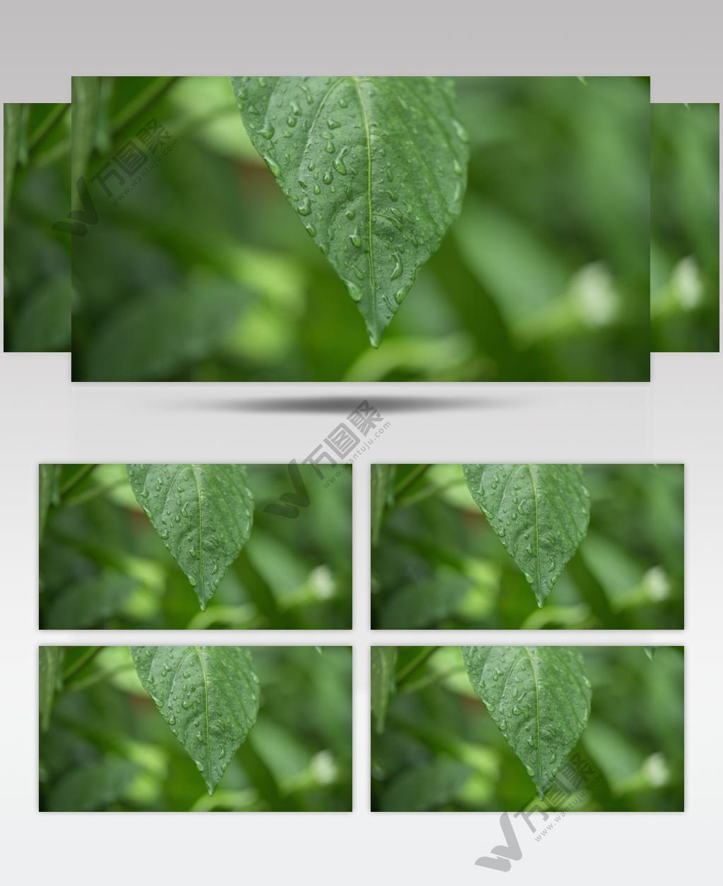 阴天下雨滴水滴树叶微距特写