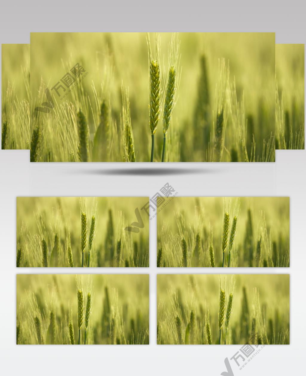 田野小麦穗麦芒粮食庄稼微距特写