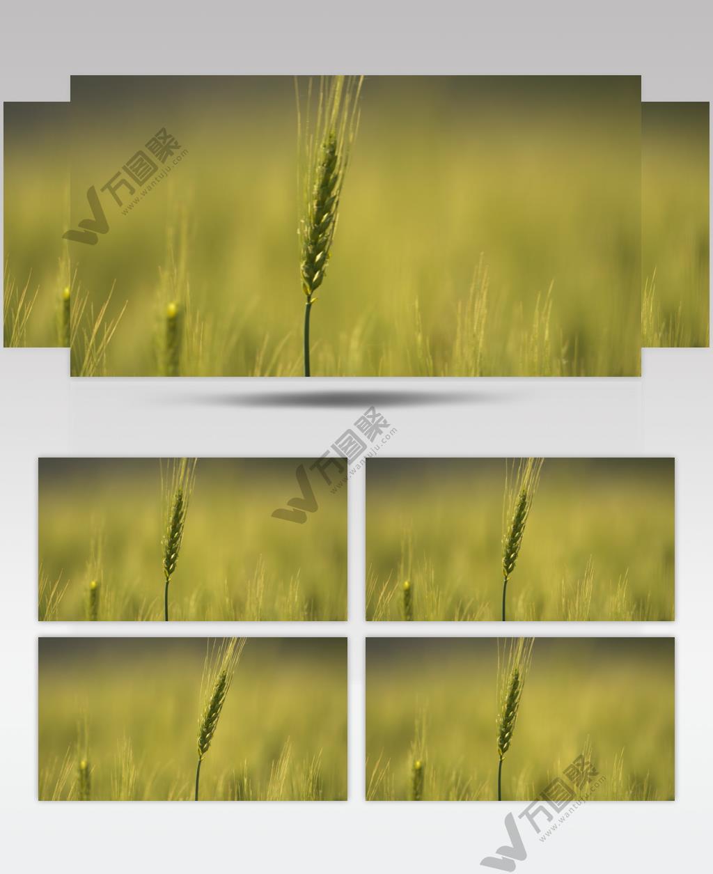 田野小麦穗麦芒粮食庄稼特写