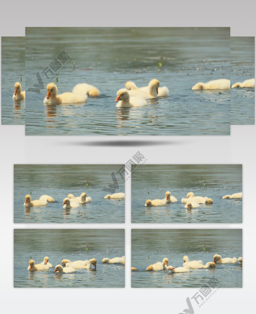 刚出生的散养小鹅苗在水里觅食