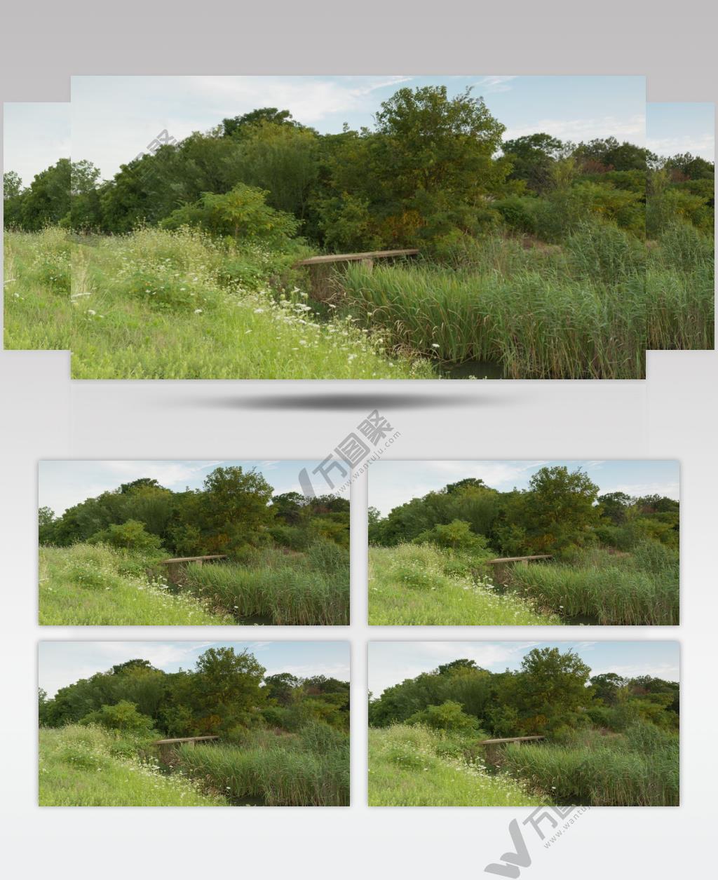 春天森林芦苇石桥小溪花丛