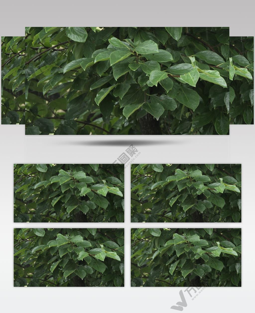 下雨瓢泼倾盆大雨树叶柿子树