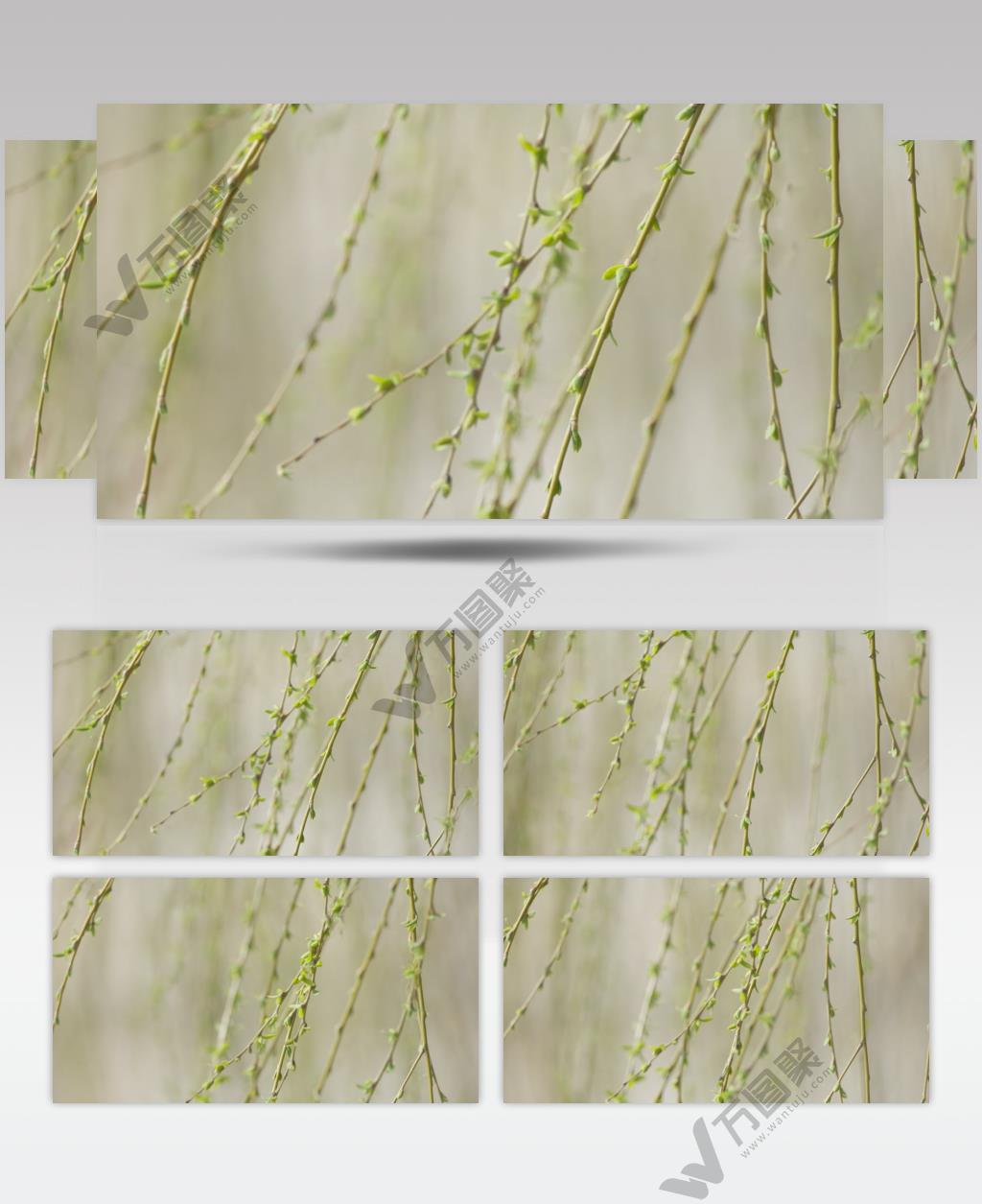 春天柳树发芽杨柳垂柳随风摇摆