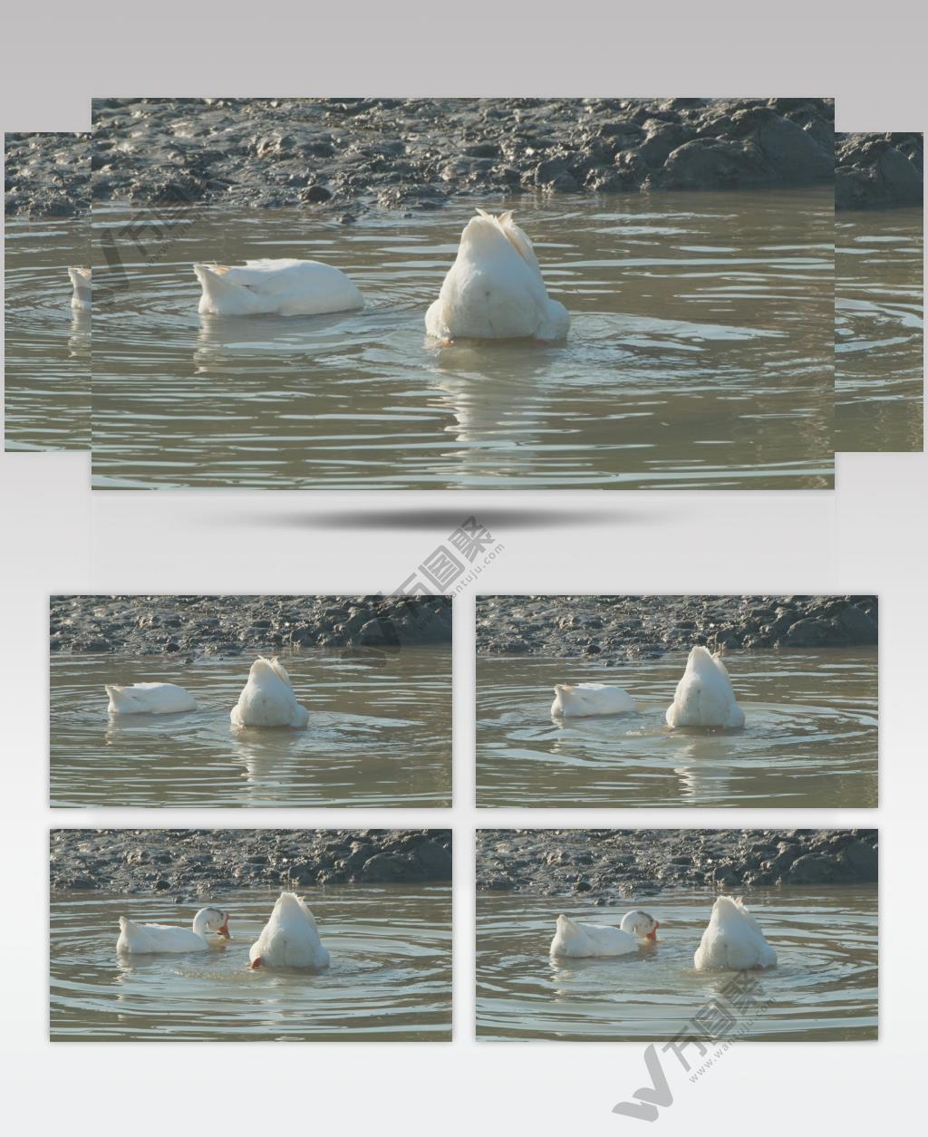 散养大白鹅土鹅潜水升格慢动作