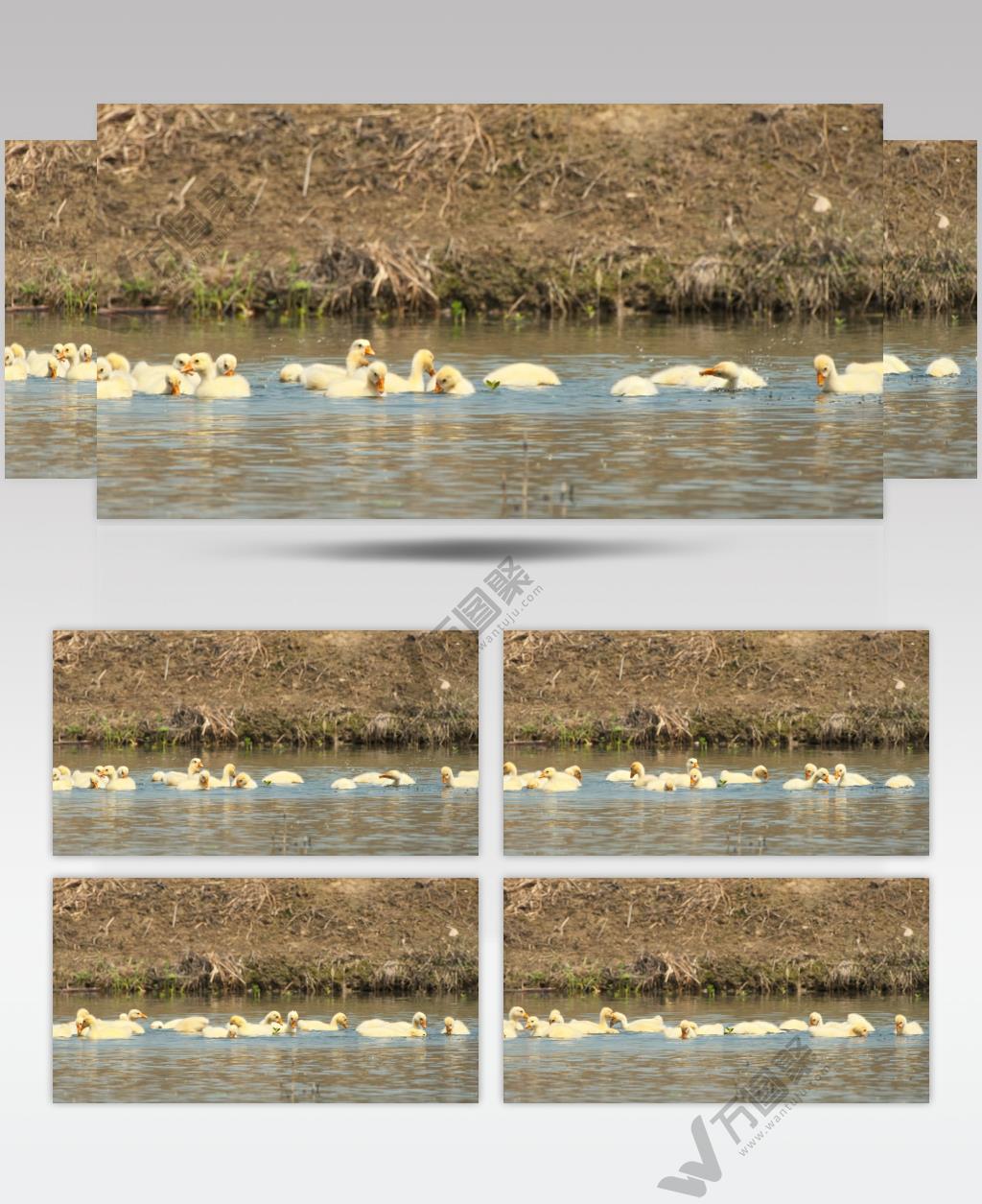 农村散养小绒鹅土鹅池塘觅食