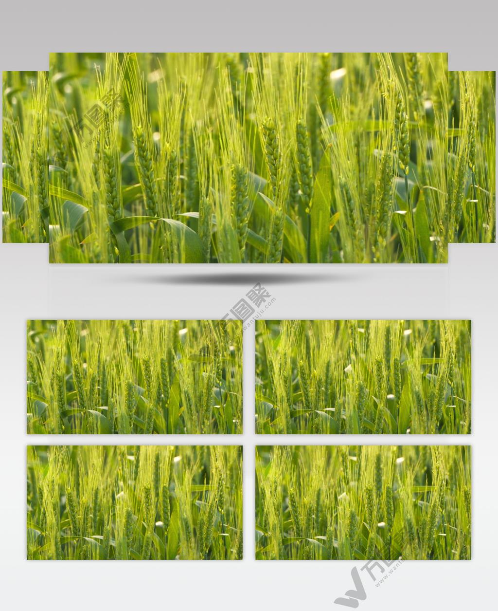 农村小麦田野麦穗麦芒特写