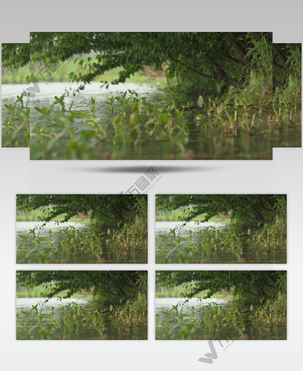 农村下雨池塘水滴沼泽湿地