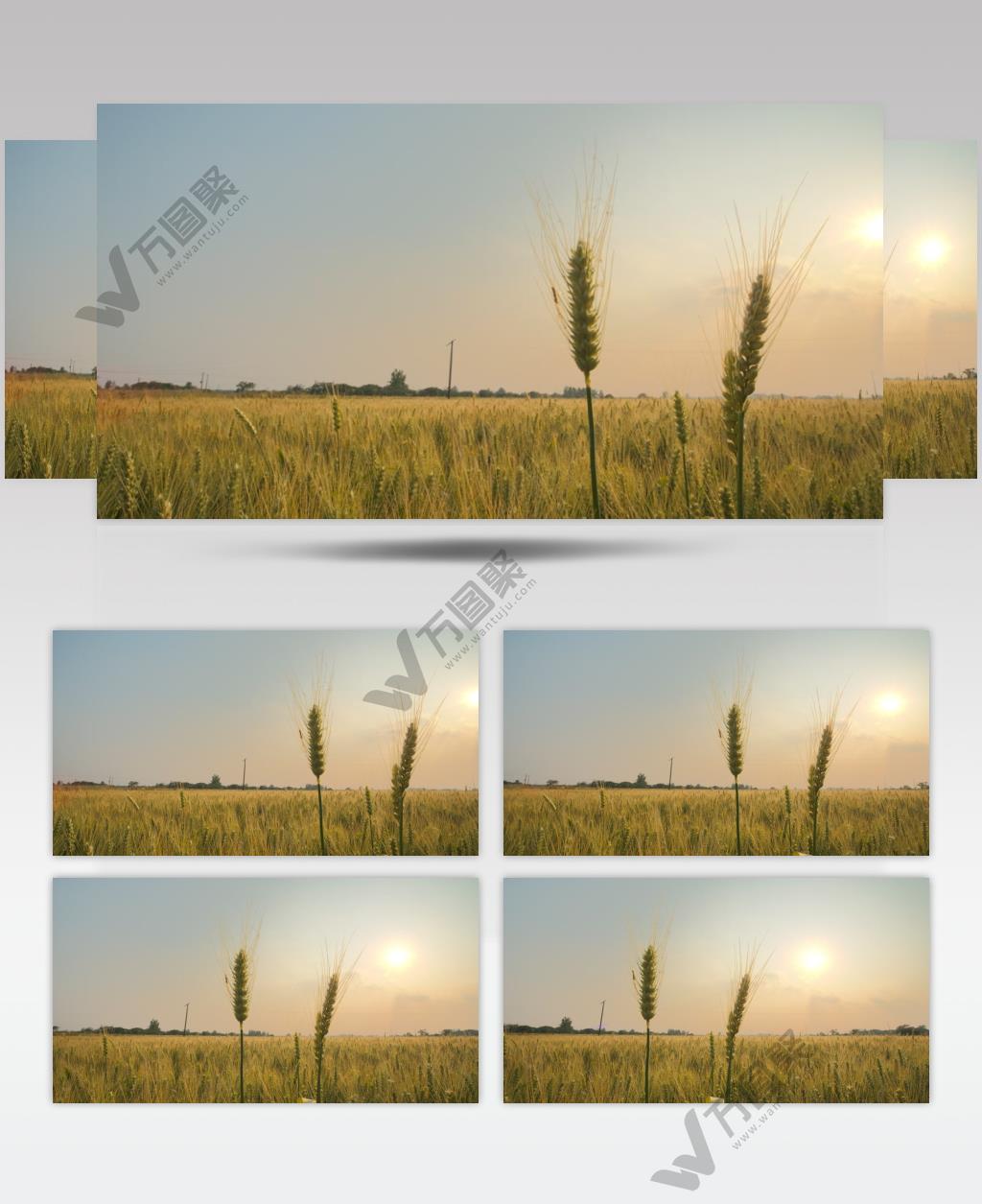 田野金黄色小麦穗麦芒太阳夕阳