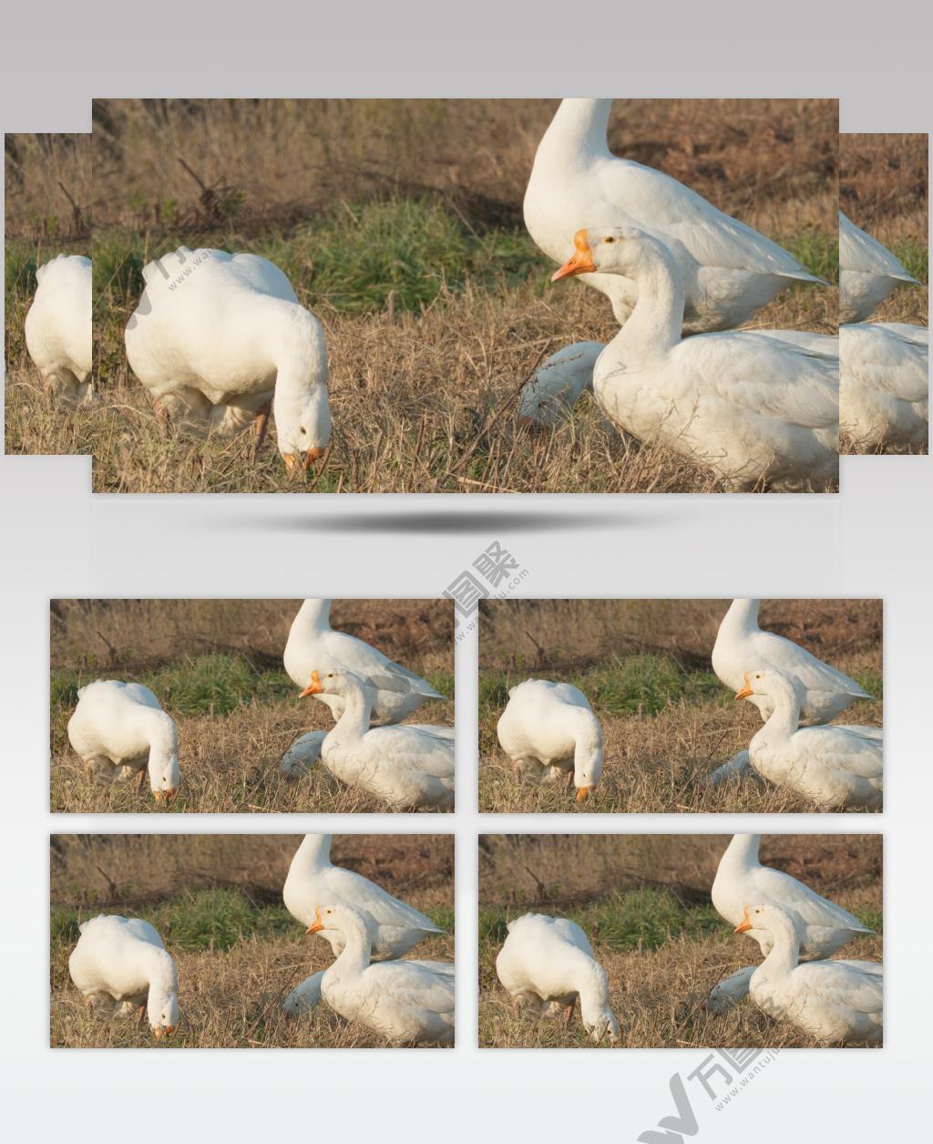 纯天然喂养散养大白鹅土鹅