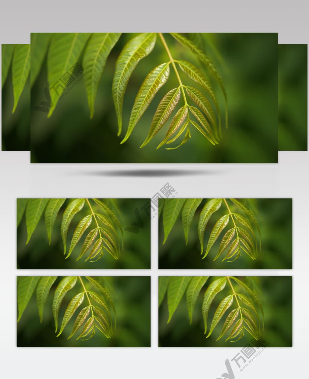 春天嫩绿树叶发芽香椿特写