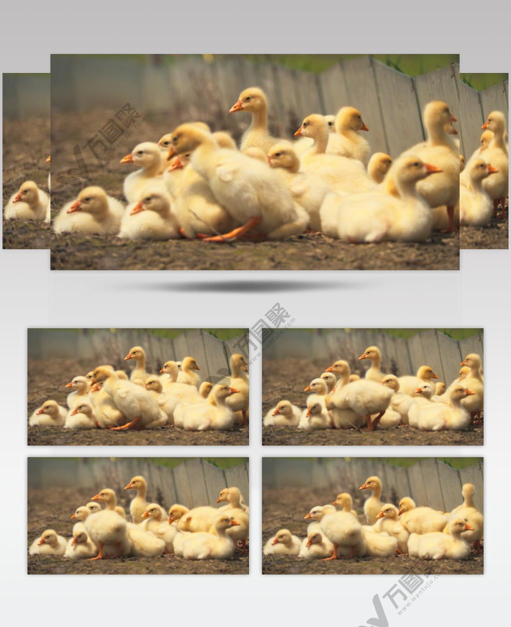 农村刚出生的散养小黄鹅土鹅