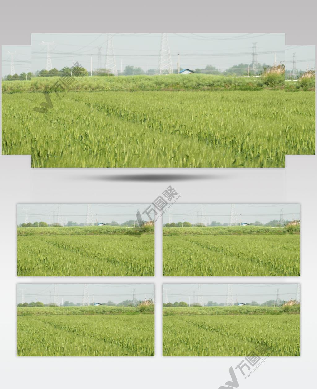 农村小麦田野麦穗麦浪大风天