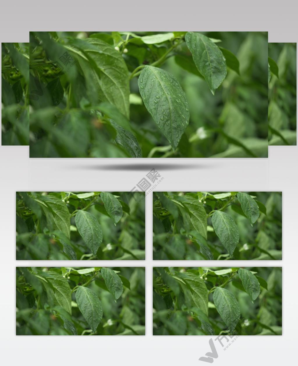 夏天农村菜园阴天下雨滴雨水辣椒