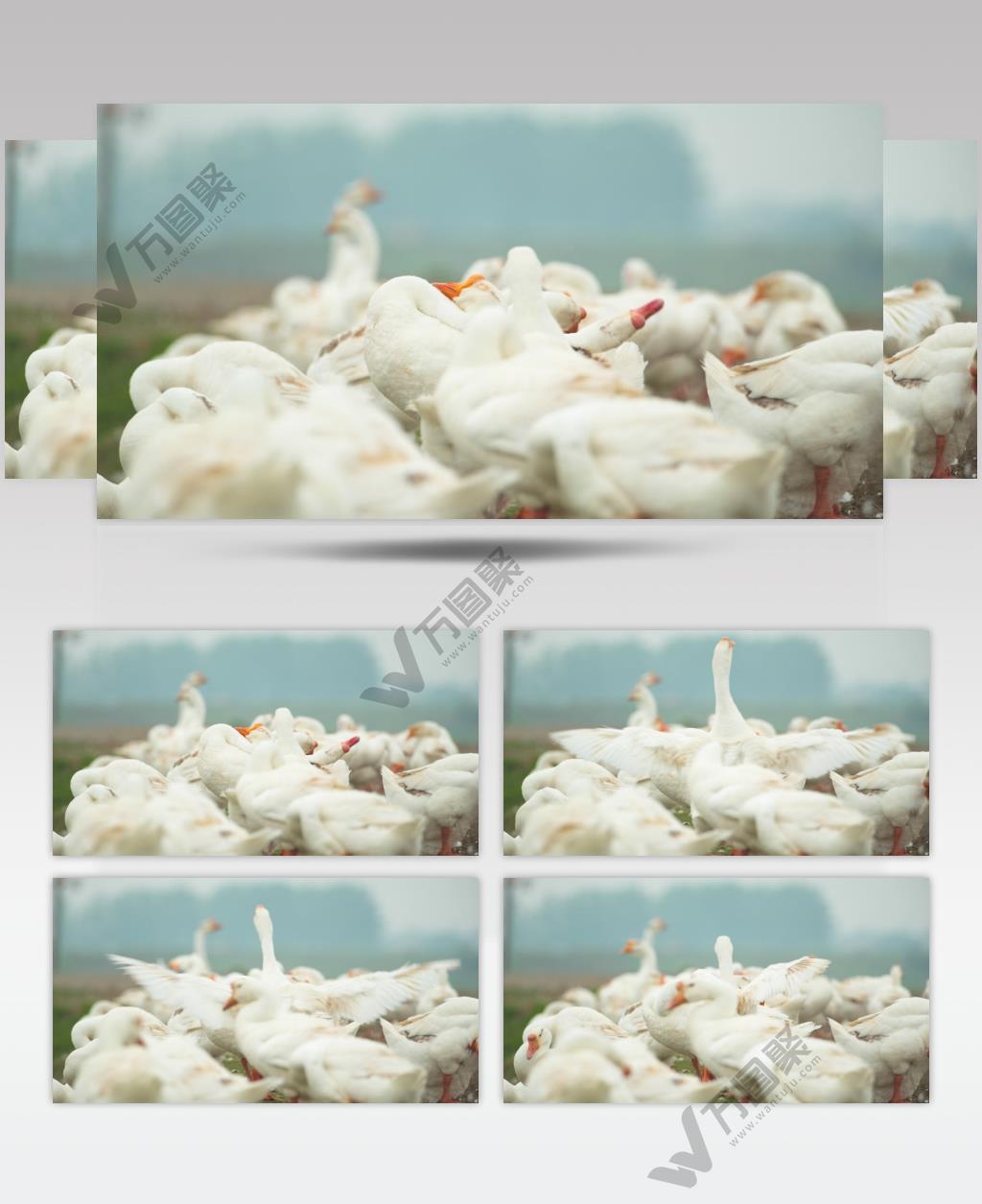 农村天然散养大白鹅土鹅老鹅