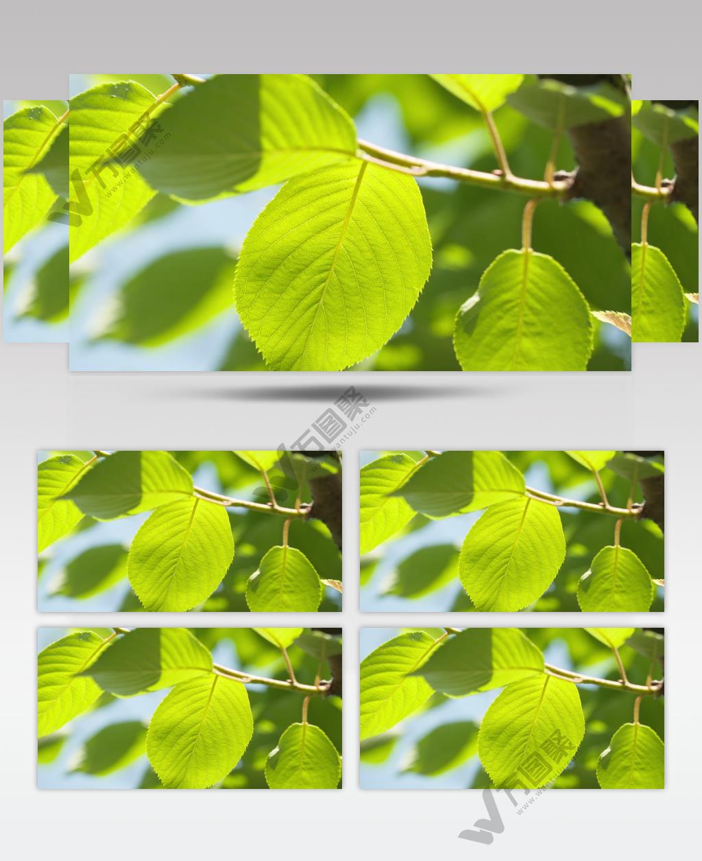 春天树木嫩绿色树叶纹路发芽