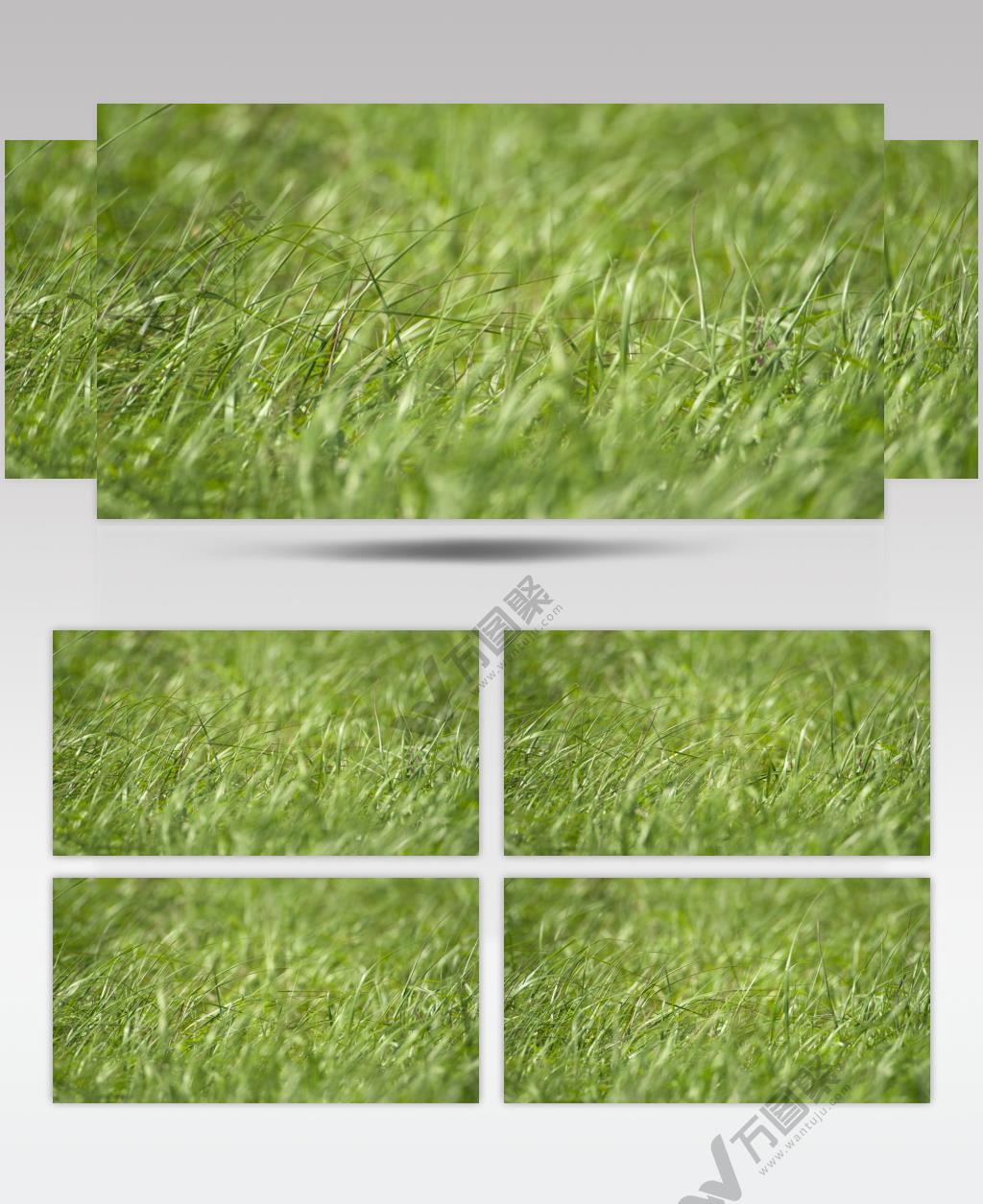 刮风大风天气风吹草低草丛