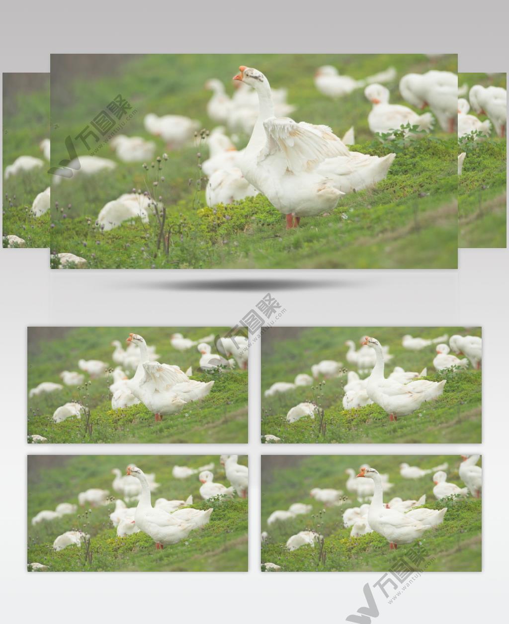 天然草坪散养大白鹅土鹅肥鹅
