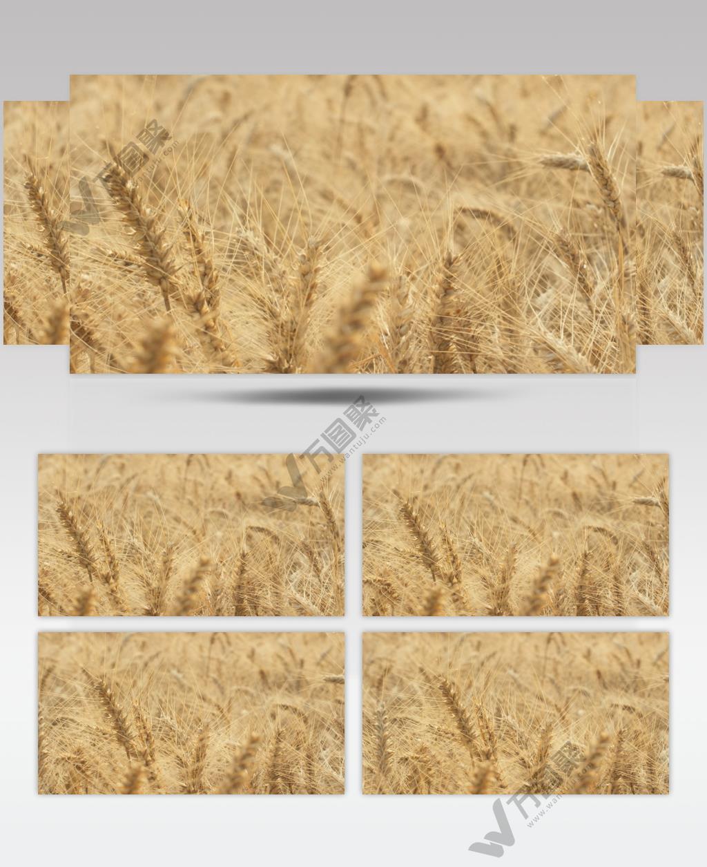 秋天农村小麦田野麦穗成熟丰收