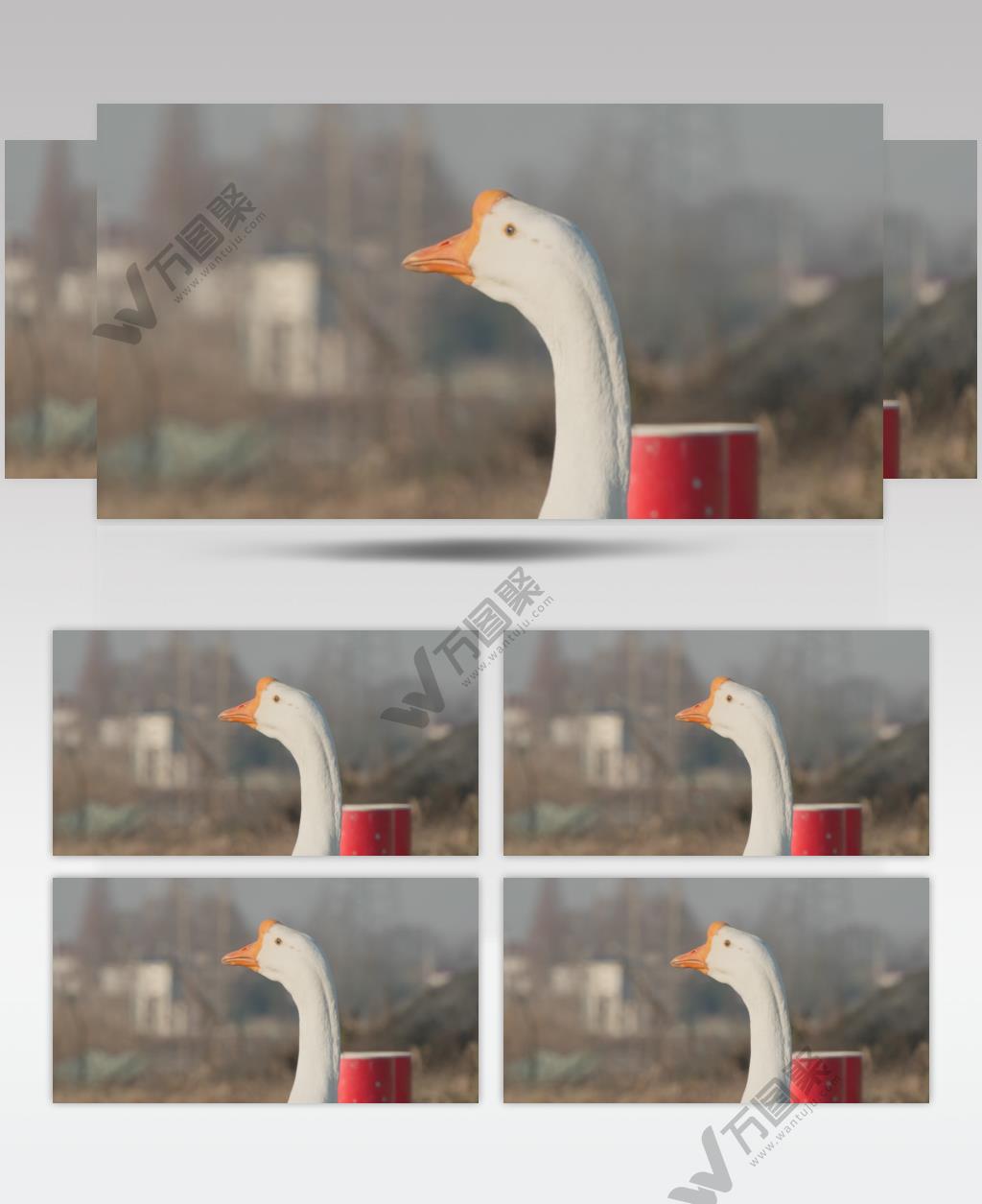 农村天然散养大鹅土鹅鸣叫