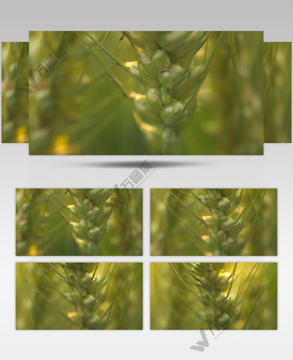 小麦穗麦芒微距特写粮食庄稼