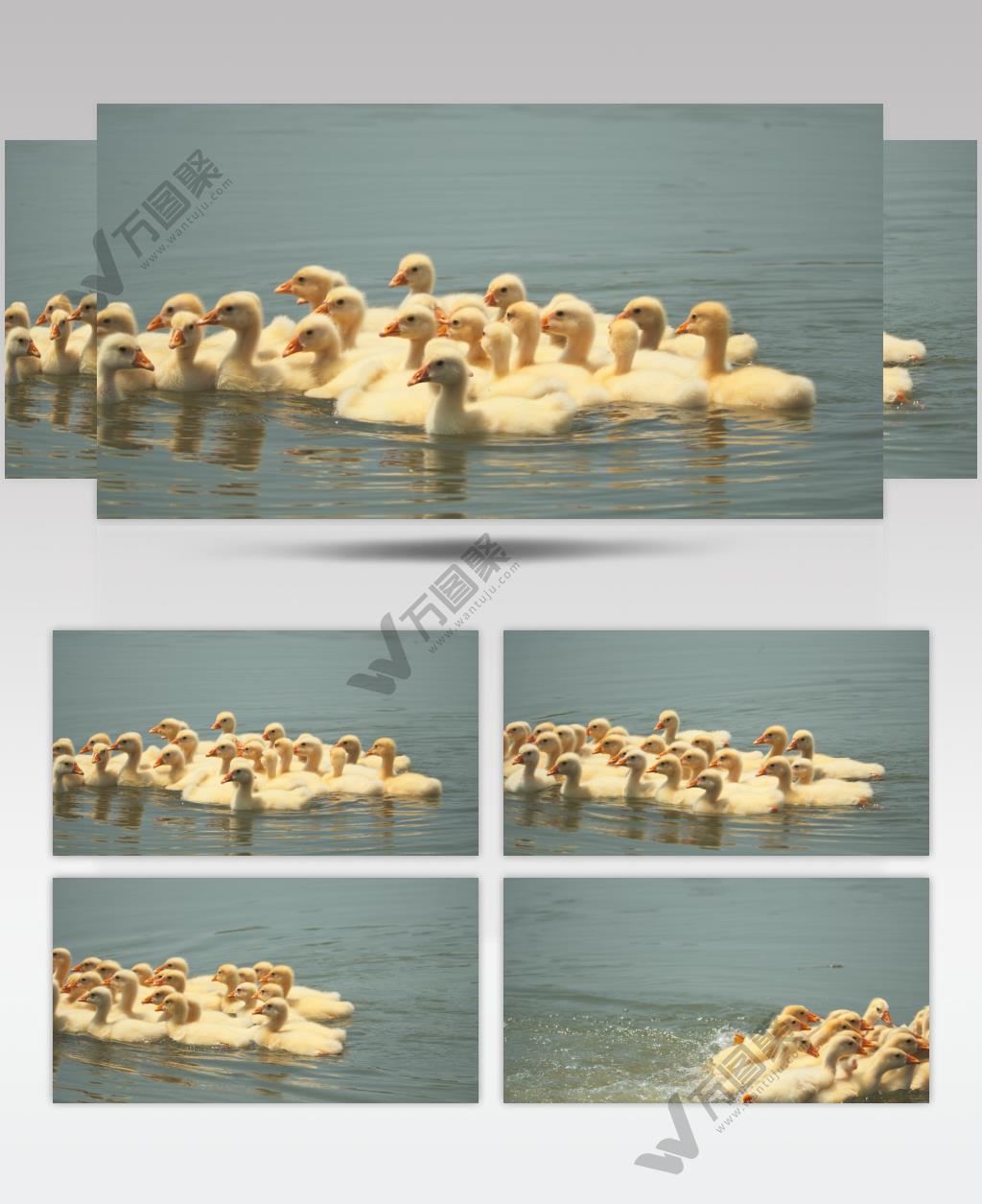 刚出生的小黄鹅天然散养土鹅