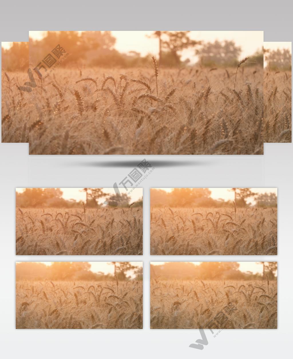 农村田野小麦粮食成熟丰收夕阳