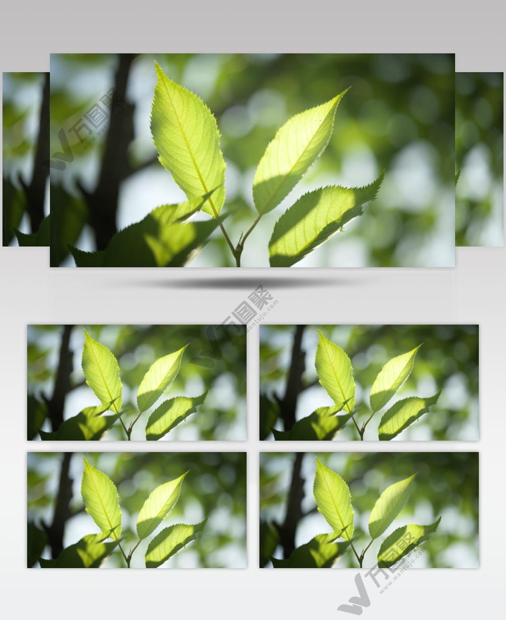 春天嫩绿的樱花树叶发芽透光