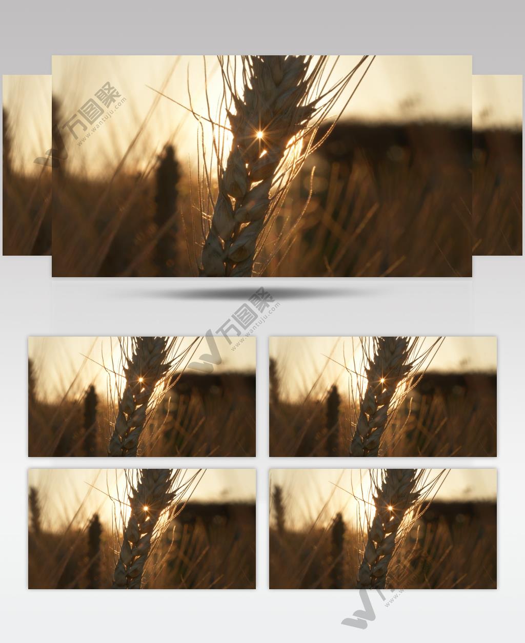 农村田野小麦穗麦芒夕阳逆光星芒