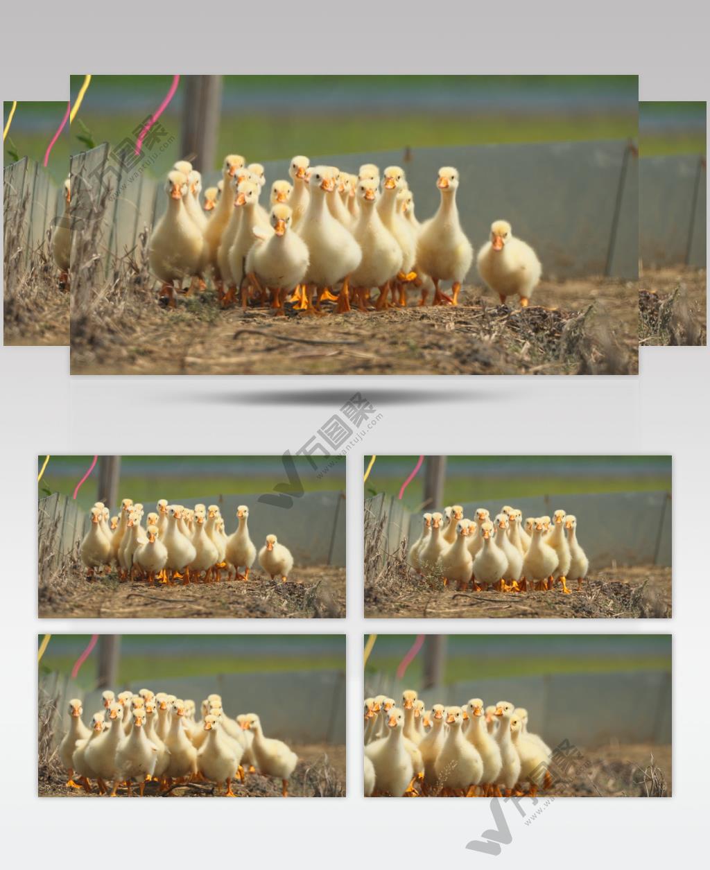 农村散养刚出生的土鹅小鹅苗