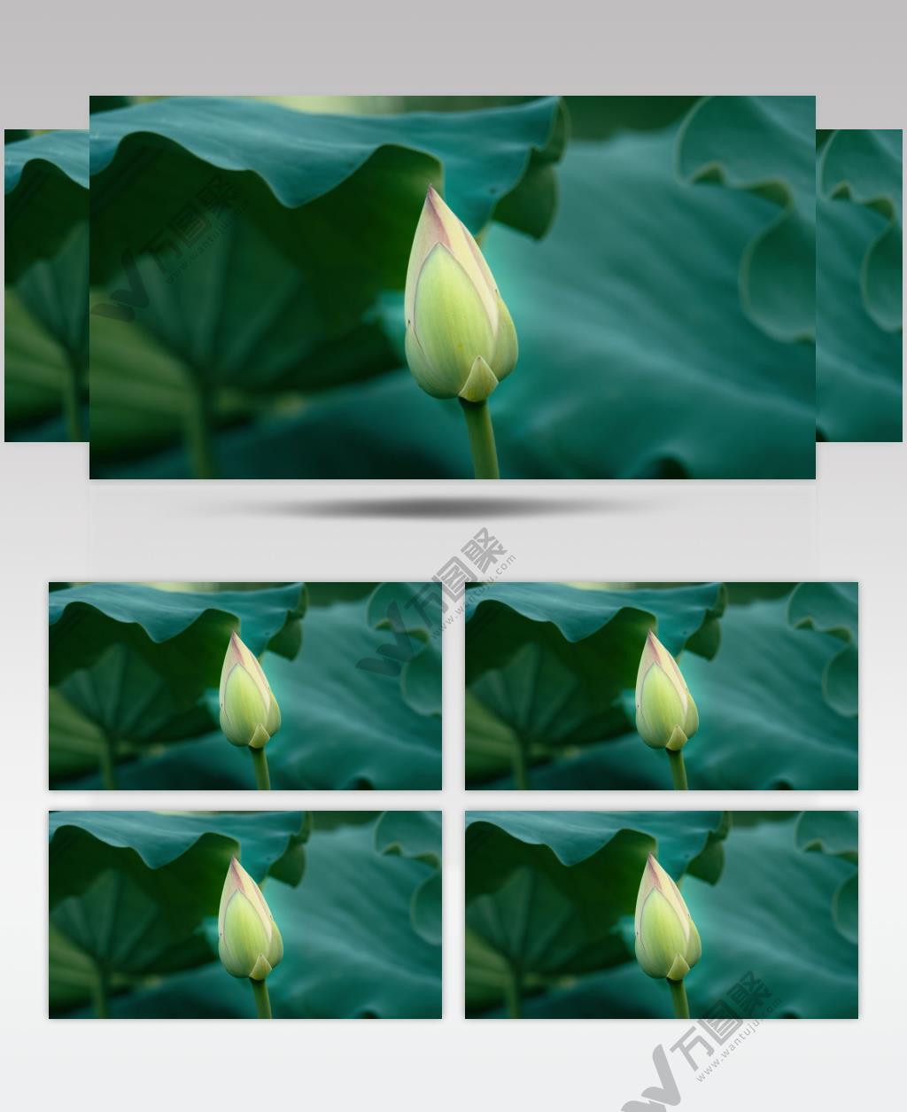 小荷才露尖尖角荷花蕾花骨朵