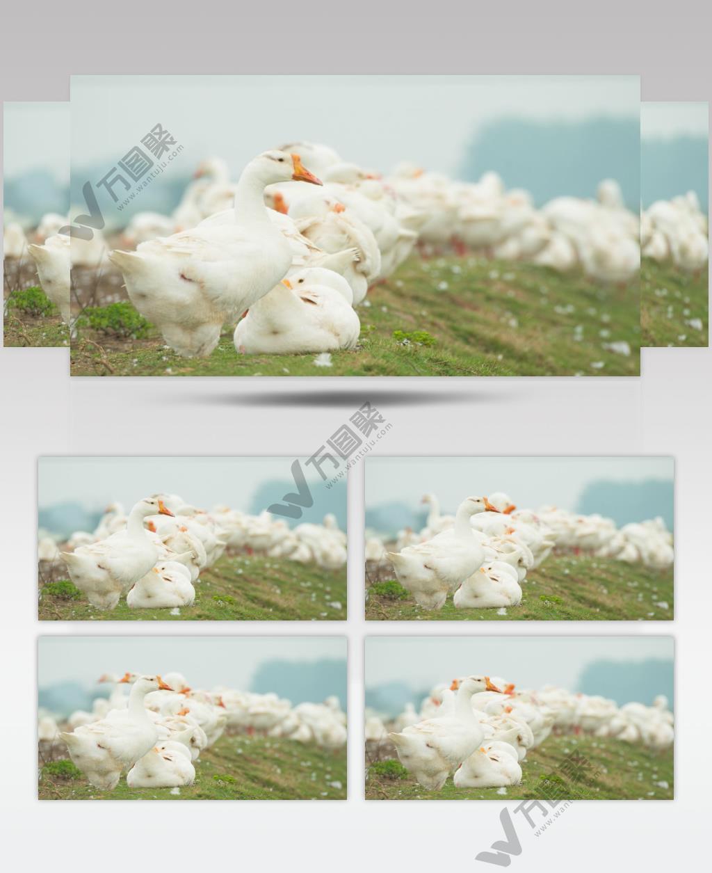 纯天然草坪散养大白鹅老鹅