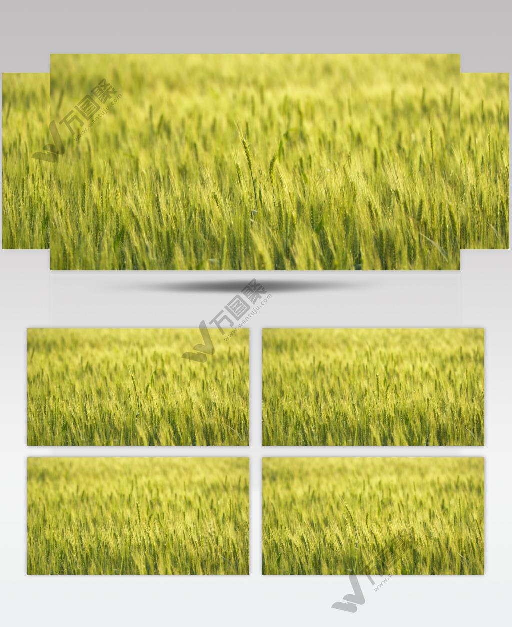 农村麦田野小麦穗麦芒粮食庄稼