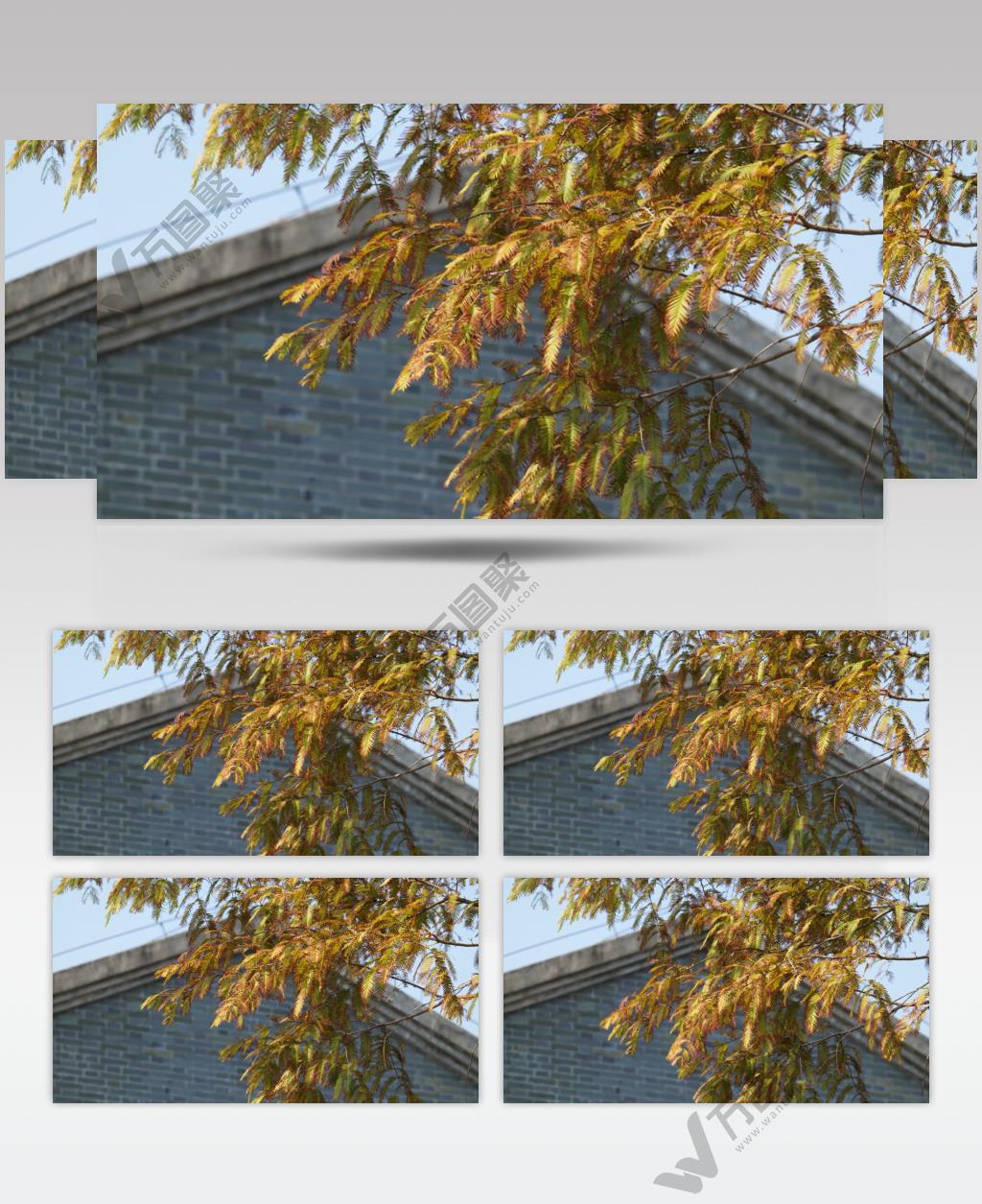 秋天树叶变黄落羽杉枫叶微风