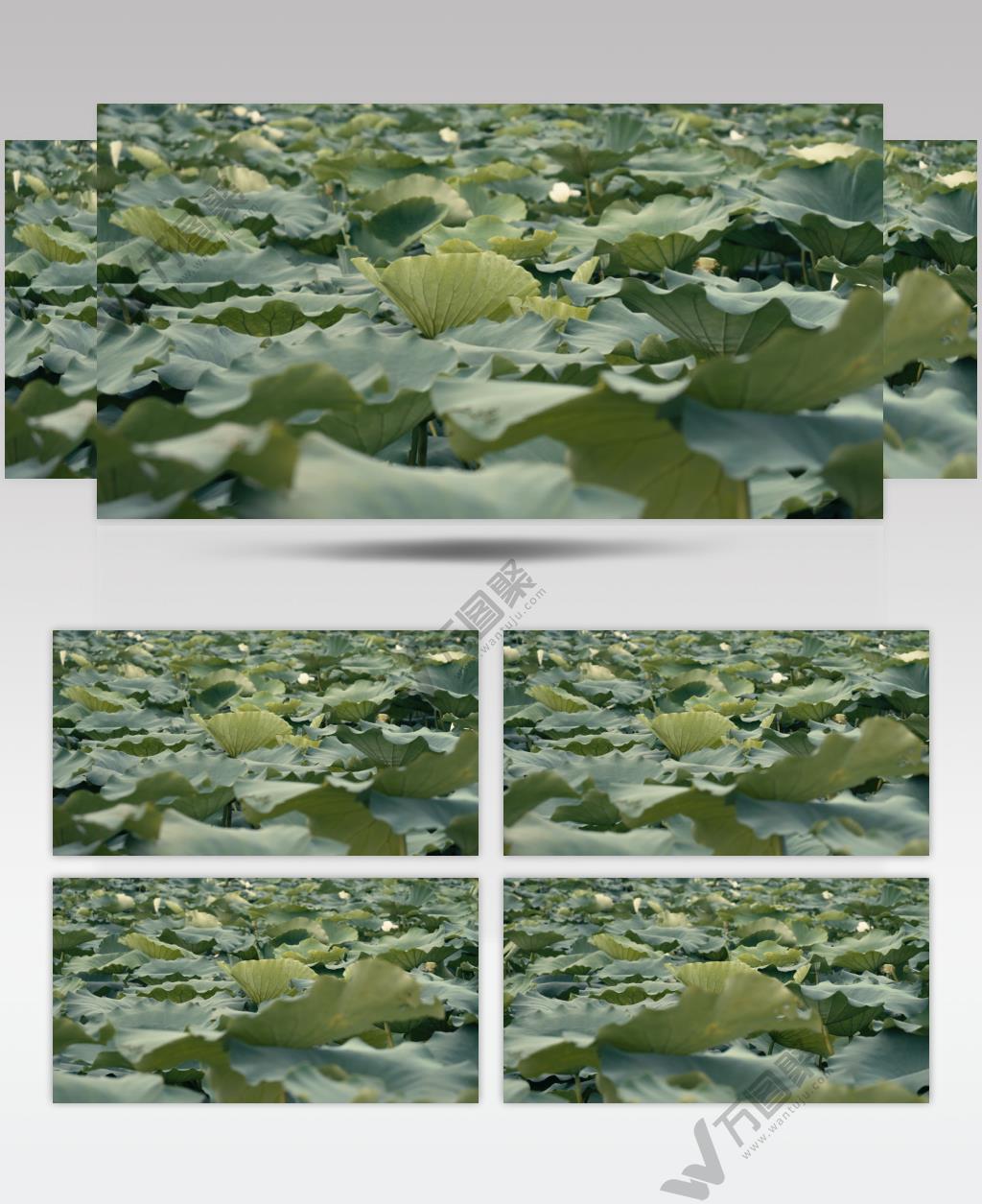 夏天一大片荷花荷叶莲蓬池塘